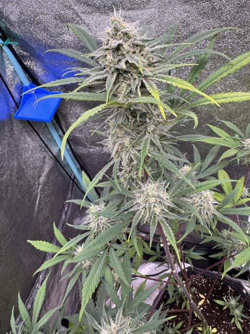 Sour Apple X Strawberry Gorilla Auto. Week 9