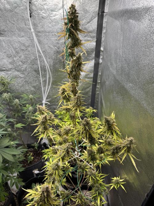 CBD Lemon Auto - Herbies Seeds. Week 12