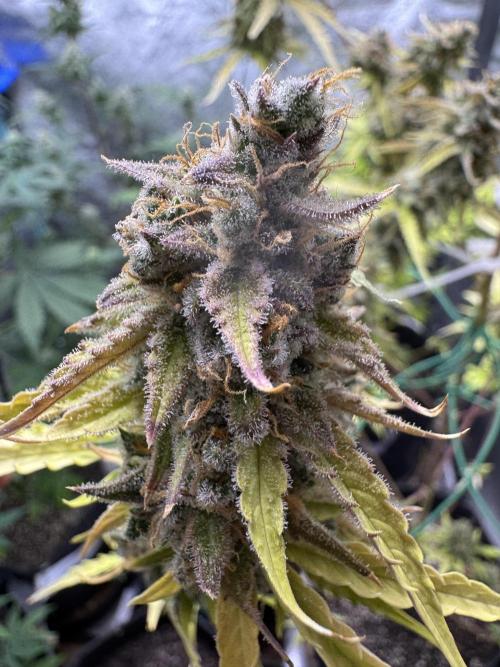 CBD Lemon Auto - Herbies Seeds. Week 12