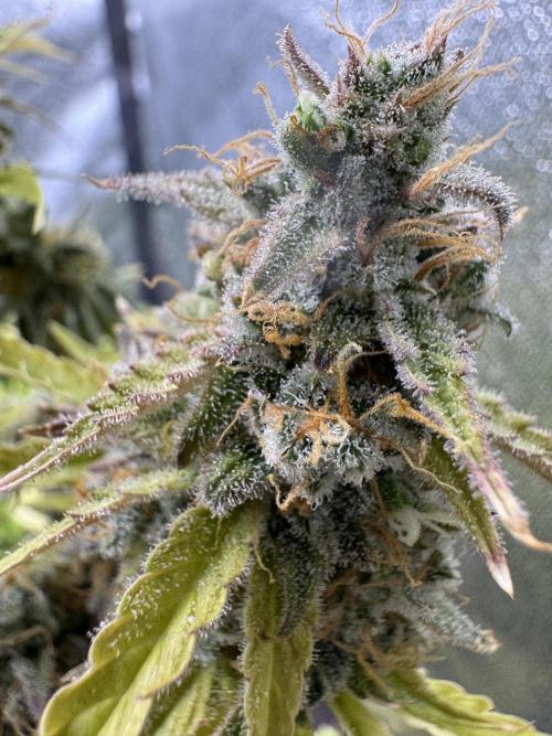 CBD Lemon Auto - Herbies Seeds. Week 12