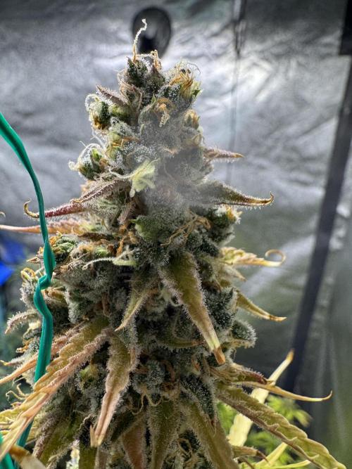 CBD Lemon Auto - Herbies Seeds. Week 12