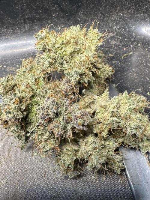 Caramel Auto - Ganja Farmer Seeds. Week 13