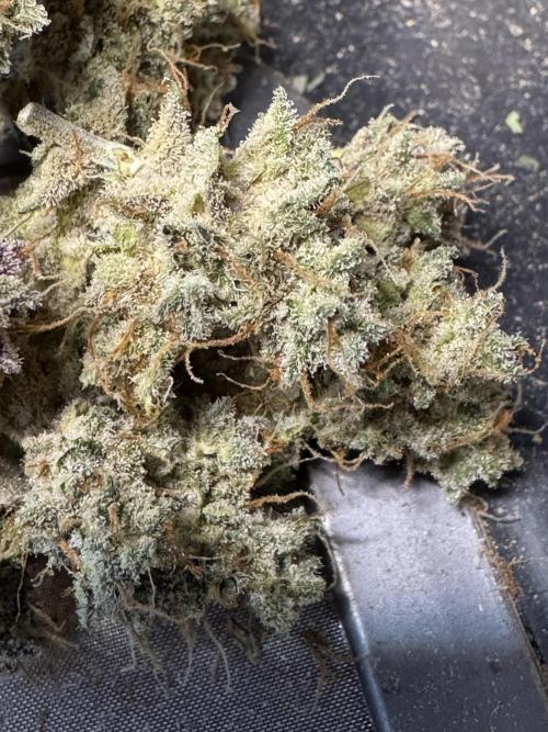 Caramel Auto - Ganja Farmer Seeds. Week 13