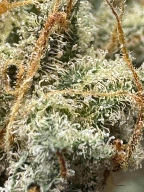 Caramel Auto - Ganja Farmer Seeds. Week 13