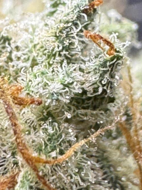 Caramel Auto - Ganja Farmer Seeds. Week 13