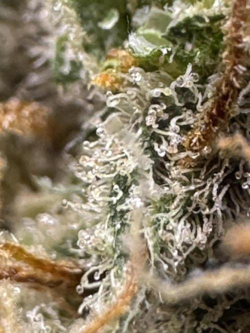 Caramel Auto - Ganja Farmer Seeds. Week 13