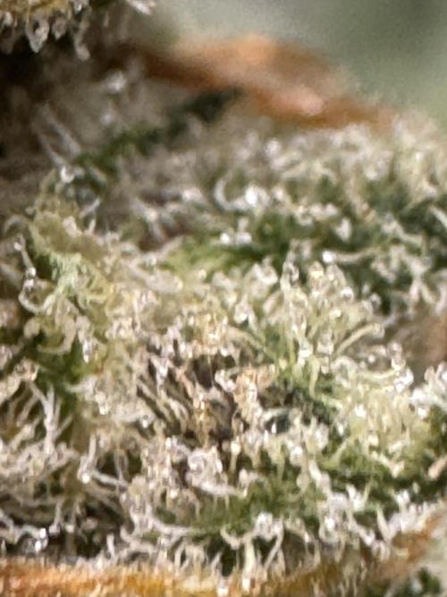 Caramel Auto - Ganja Farmer Seeds. Week 13