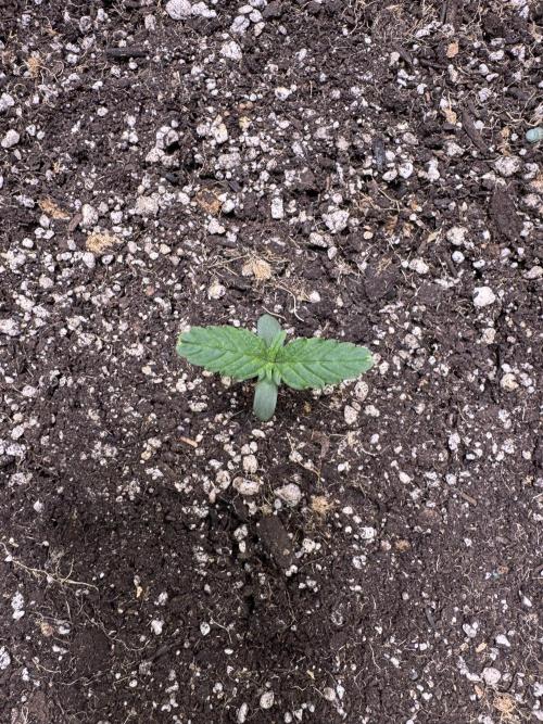 CBD Lemon Auto-Run #2 Herbies Seeds. Week 1