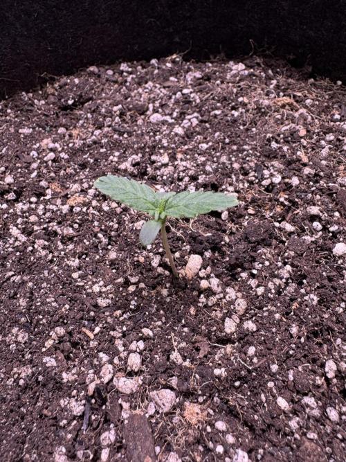 CBD Lemon Auto-Run #2 Herbies Seeds. Week 1