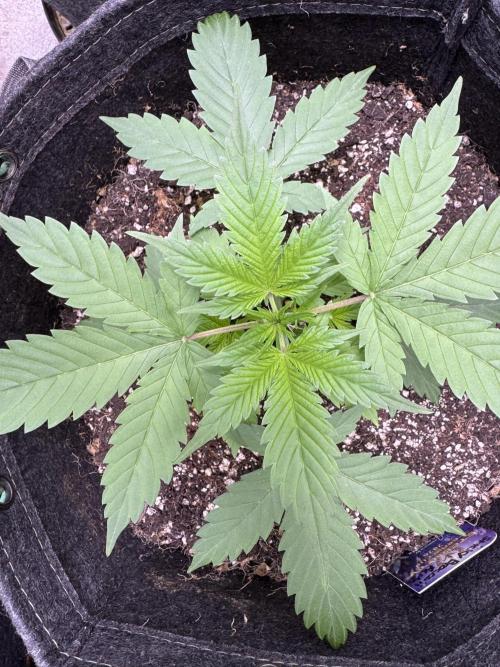 Sticky Broccoli Auto-Zamnesia. Week 3