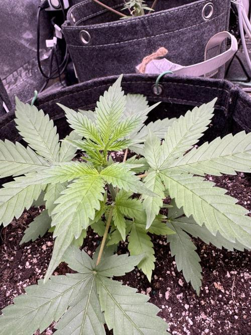 Sticky Broccoli Auto-Zamnesia. Week 3