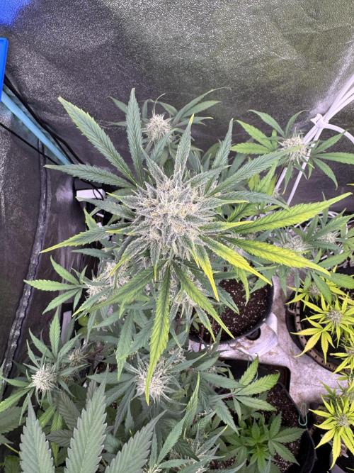 Sour Apple X Strawberry Gorilla Auto. Week 10