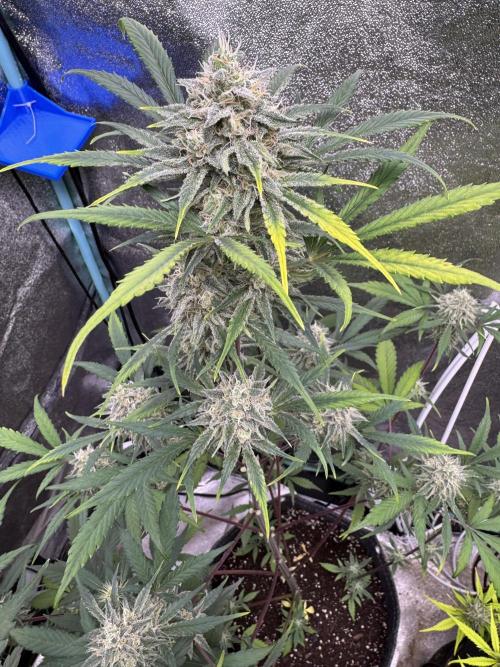 Sour Apple X Strawberry Gorilla Auto. Week 10