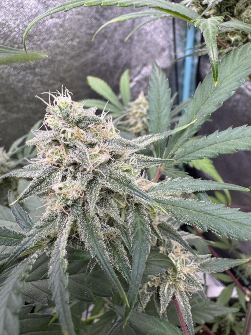 Sour Apple X Strawberry Gorilla Auto. Week 10