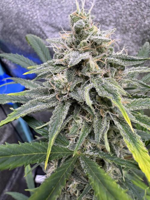 Sour Apple X Strawberry Gorilla Auto. Week 10