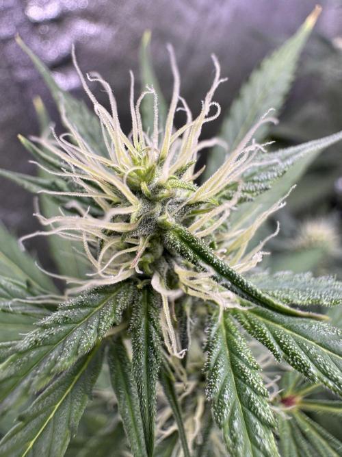 Purple Tangie Auto - Supernatural Seeds. Week 8