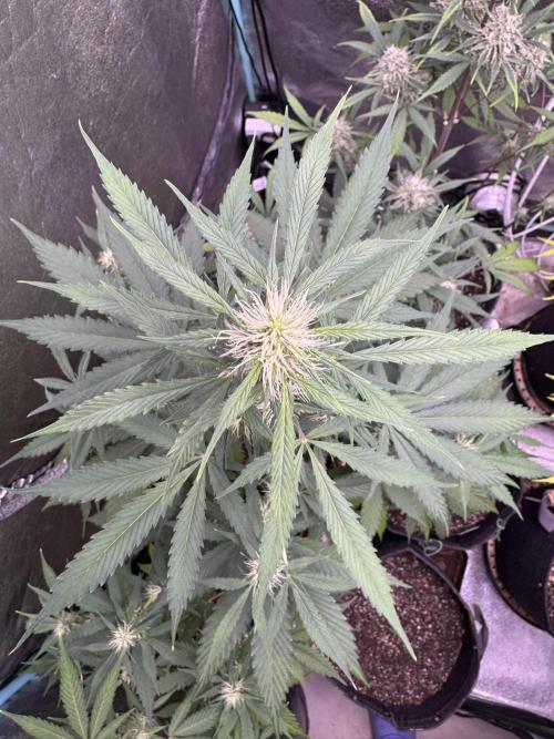 Wild Strawberry F1 Auto Run 2-TasteBudz. Week 7