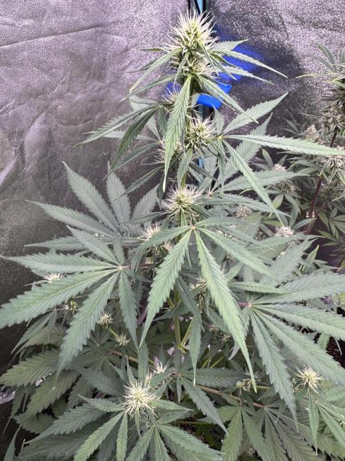 Wild Strawberry F1 Auto Run 2-TasteBudz. Week 7