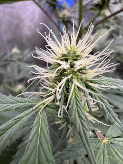 Wild Strawberry F1 Auto Run 2-TasteBudz. Week 7