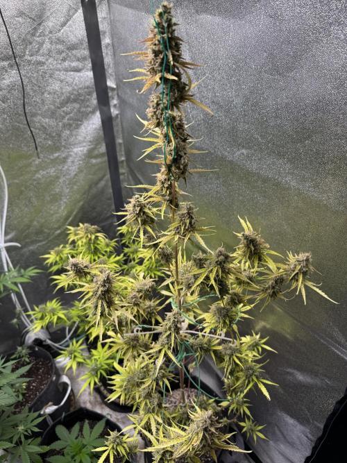 CBD Lemon Auto - Herbies Seeds. Week 13