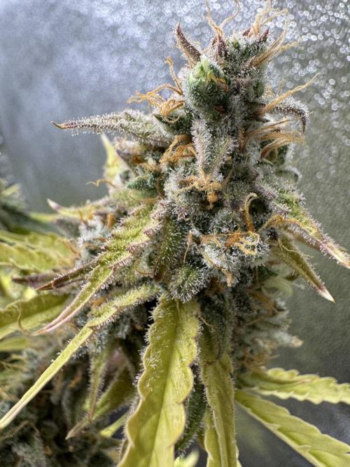 CBD Lemon Auto - Herbies Seeds. Week 13