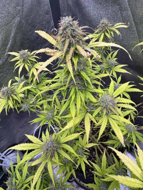 Apple Betty Auto from Herbies Seeds. Week 11