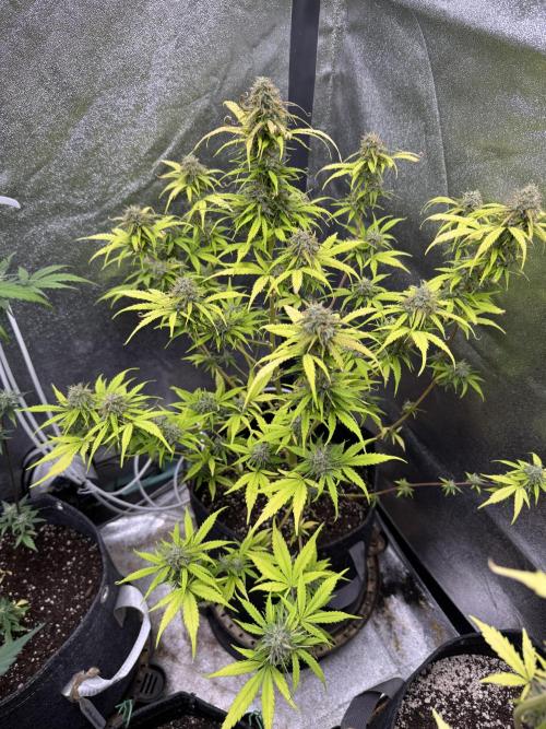 Apple Betty Auto from Herbies Seeds. Week 11