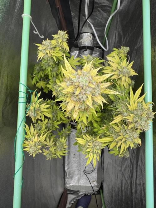 Big Demon by Divine Seeds. Week 23