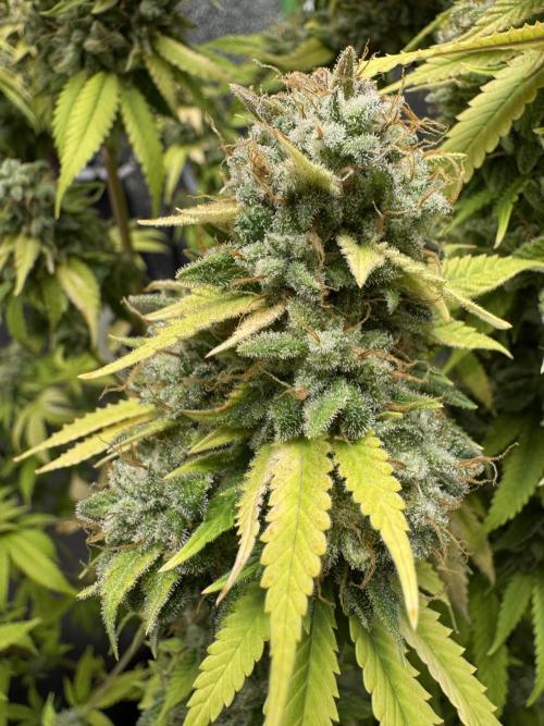 Big Demon by Divine Seeds. Week 23