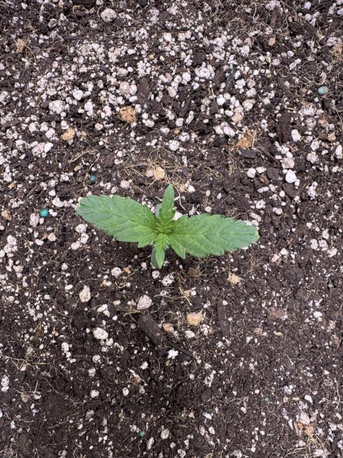 CBD Lemon Auto-Run #2 Herbies Seeds. Week 1