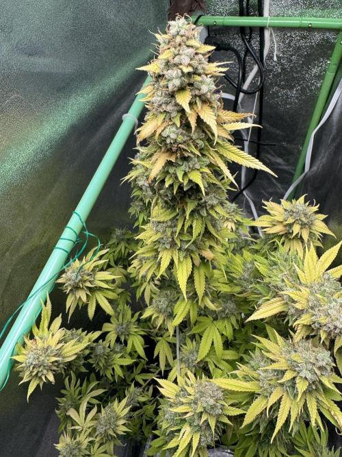 Big Demon by Divine Seeds. Week 23