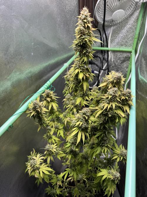 Big Demon by Divine Seeds. Week 23