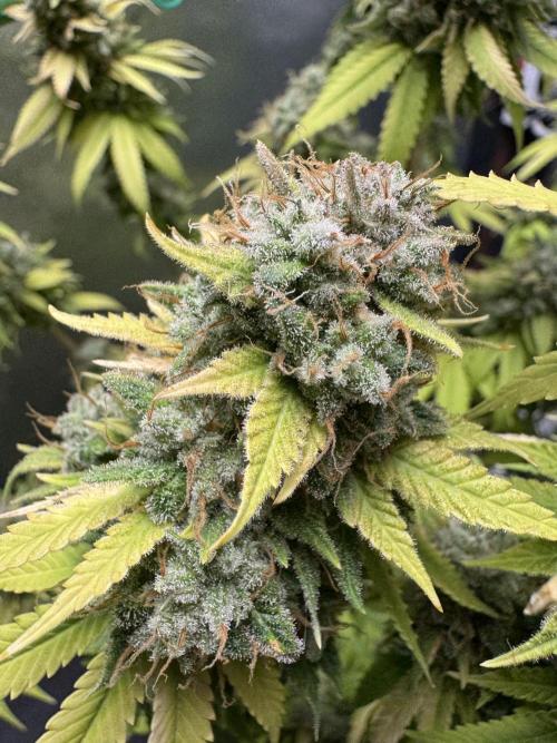 Big Demon by Divine Seeds. Week 23