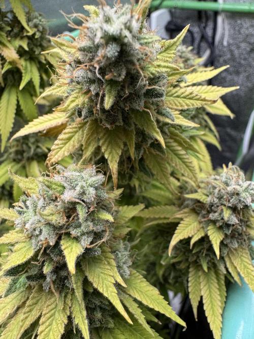 Big Demon by Divine Seeds. Week 23