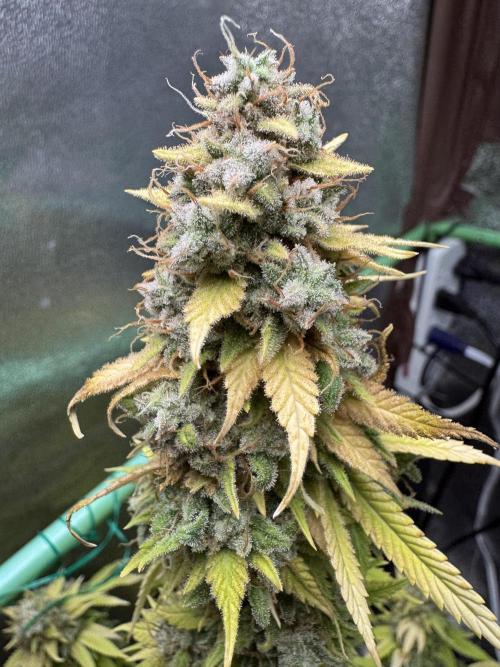 Big Demon by Divine Seeds. Week 23