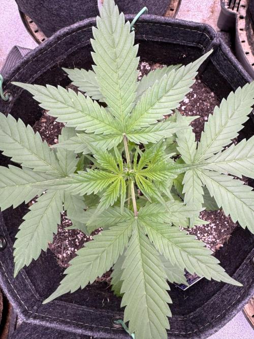 Sticky Broccoli Auto-Zamnesia. Week 4