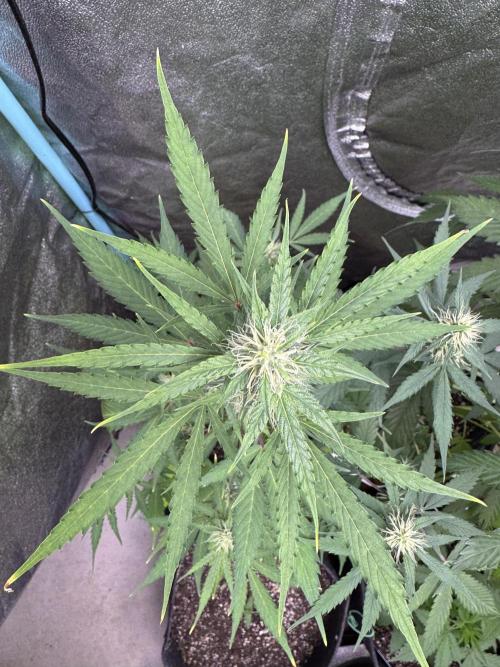 Purple Tangie Auto - Supernatural Seeds. Week 8