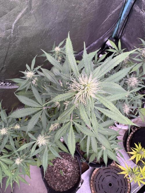 Wild Strawberry F1 Auto Run 2-TasteBudz. Week 7