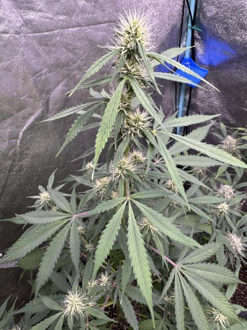 Wild Strawberry F1 Auto Run 2-TasteBudz. Week 7