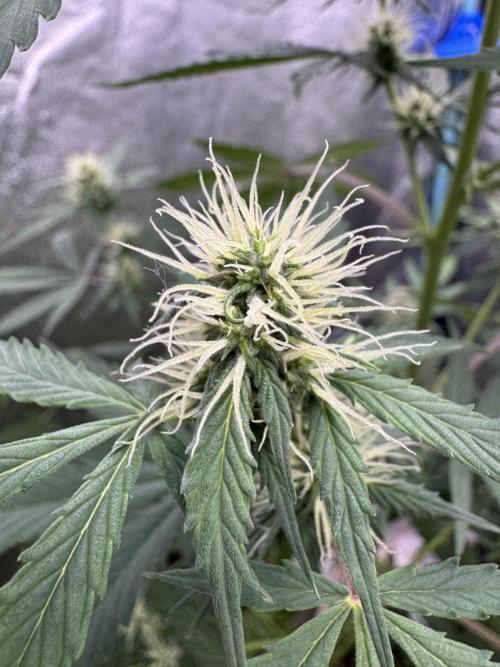 Wild Strawberry F1 Auto Run 2-TasteBudz. Week 7