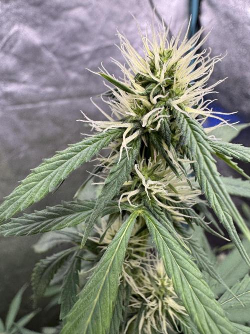 Wild Strawberry F1 Auto Run 2-TasteBudz. Week 7