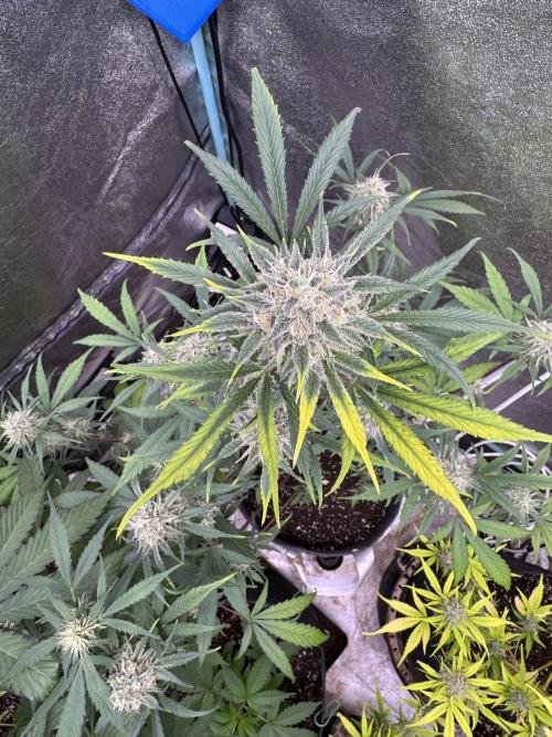 Sour Apple X Strawberry Gorilla Auto. Week 10