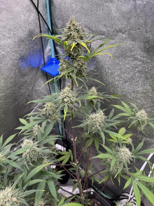 Sour Apple X Strawberry Gorilla Auto. Week 10