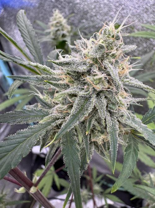 Sour Apple X Strawberry Gorilla Auto. Week 10