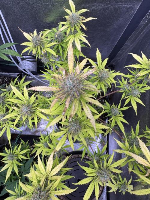 Apple Betty Auto from Herbies Seeds. Week 11