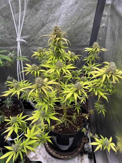 Apple Betty Auto from Herbies Seeds. Week 11