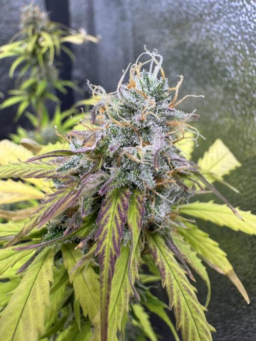 Apple Betty Auto from Herbies Seeds. Week 11