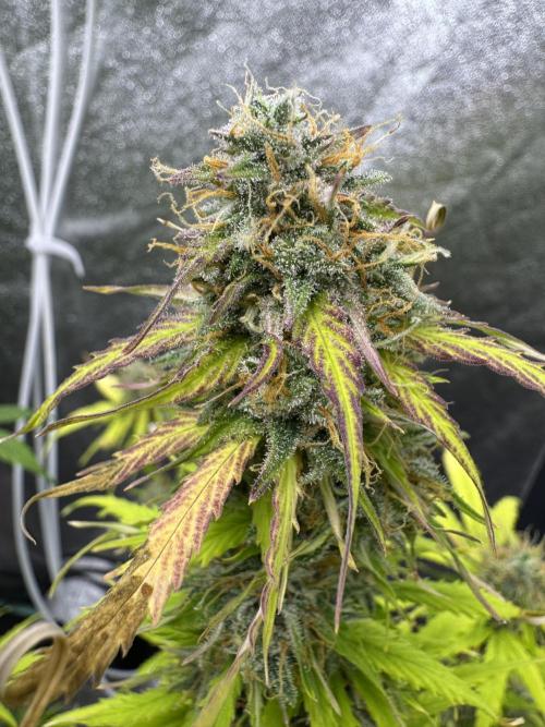 Apple Betty Auto from Herbies Seeds. Week 11