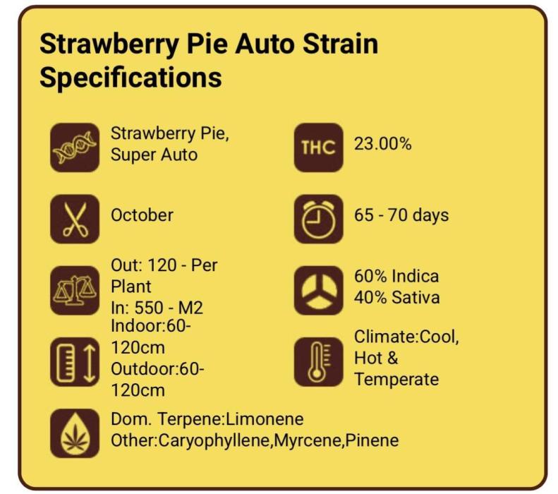 Strawberry Pie Auto-OriginalSensibleSeed. Week 0