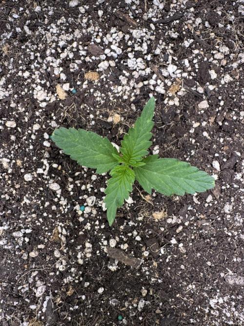 CBD Lemon Auto-Run #2 Herbies Seeds. Week 1